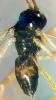 Phaedrotoma exigua